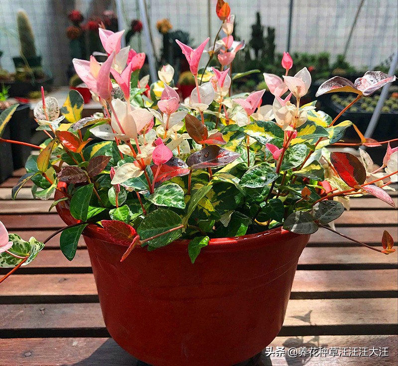 花叶络石要想叶更“花”,养护需要做好这几点,否则花叶变绿叶