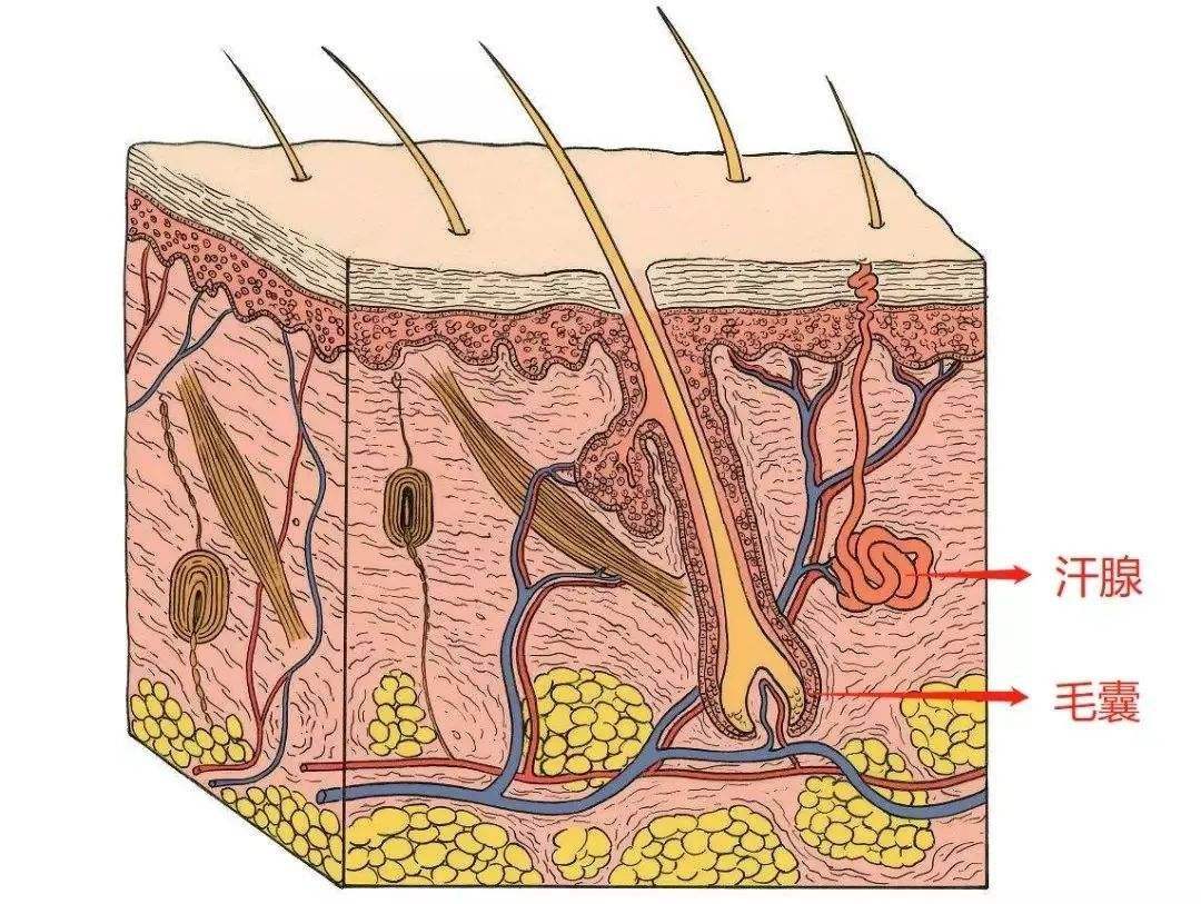 推荐痔疮膏的博主,网红治痔疮的药膏
