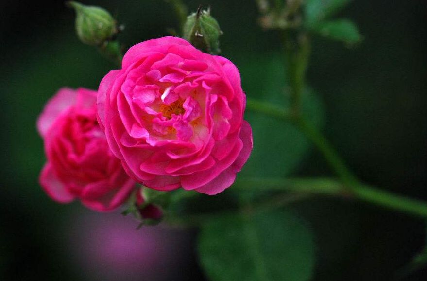 美文美图云水禅心,美文美图诗情画意