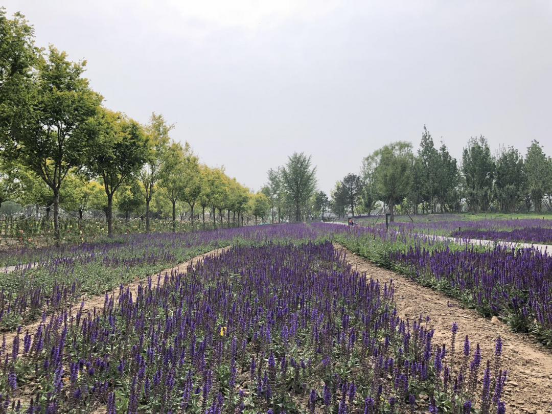 疫情过后园林企业生存现状如何?来看看这位项目经理的一天