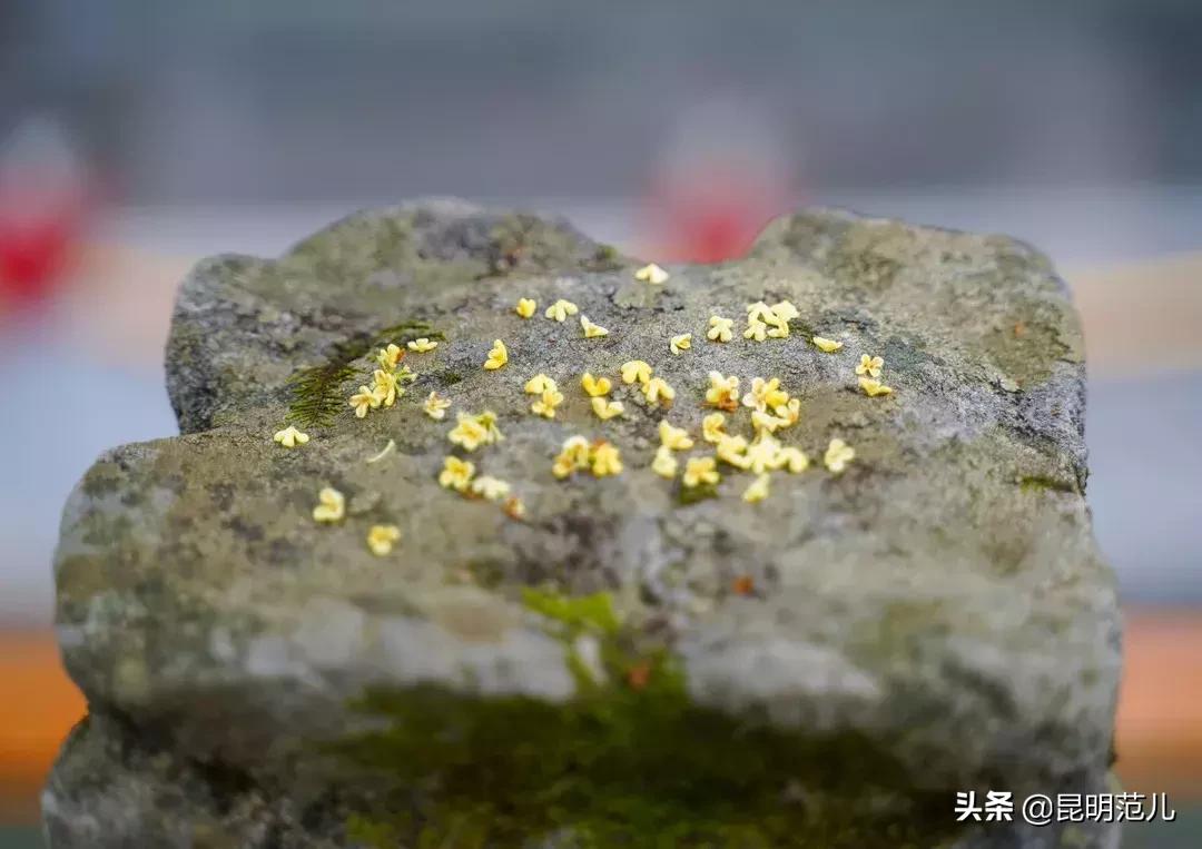 桂花落雨满园香|来黑龙潭公园感受初秋的气息