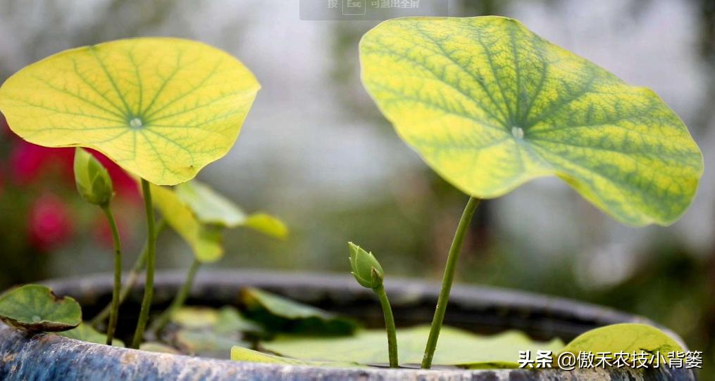 花卉绿植黄叶枯叶如何处理,花卉绿植黄叶原因是什么