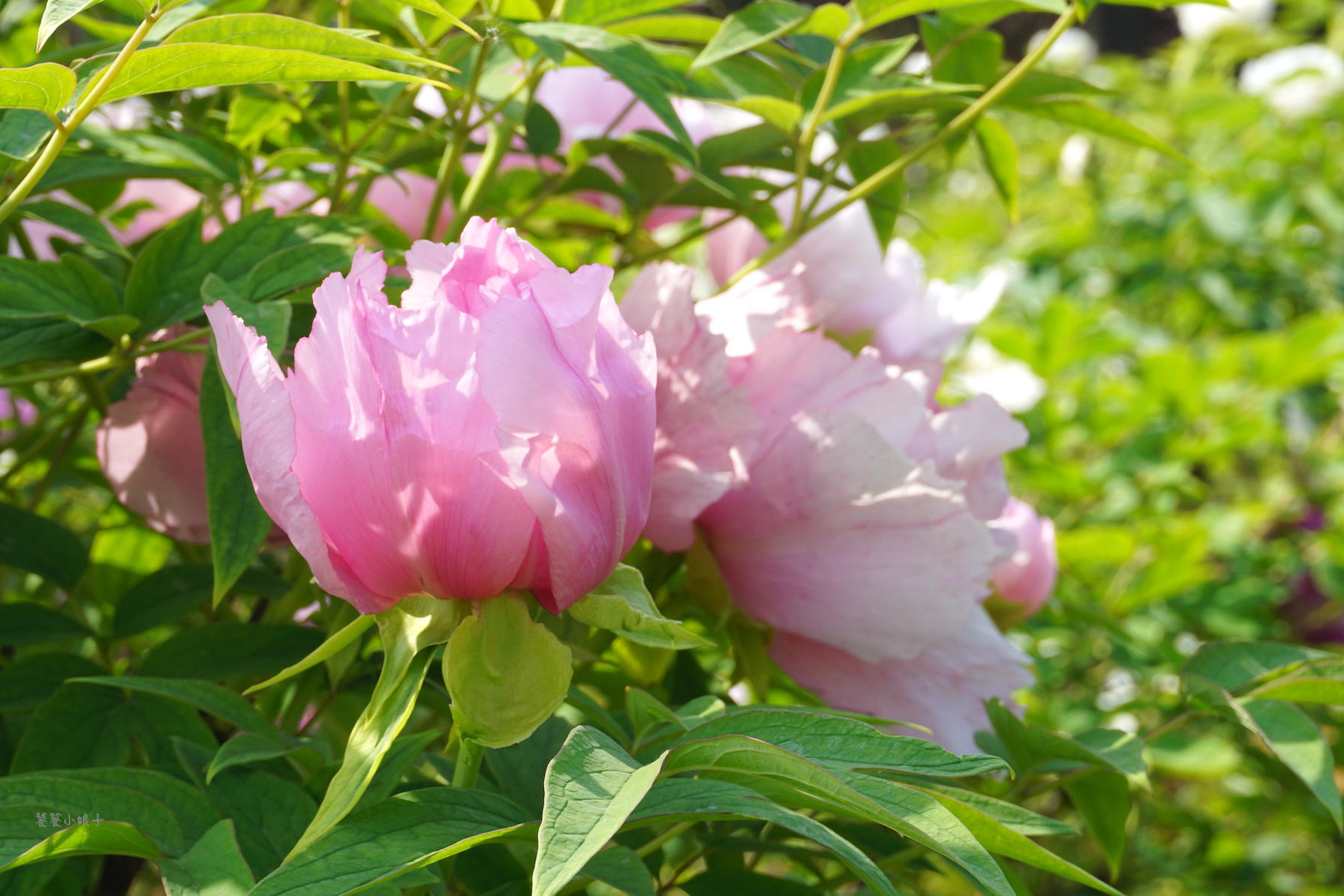 自驾游去洛阳看牡丹攻略,谁家牡丹甲天下