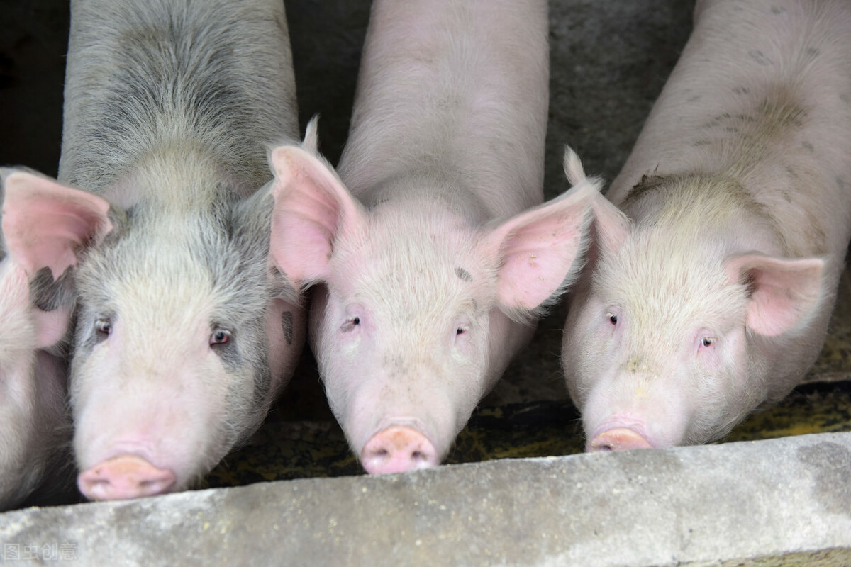 大型猪场降低养猪成本的绝招,养猪亏本