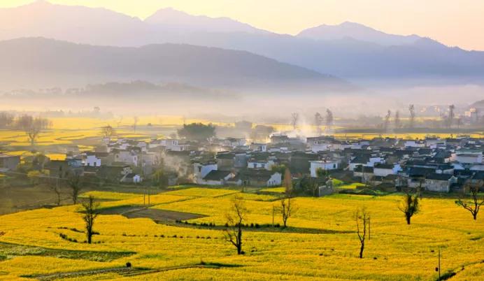 黄山踏青油菜花图片,黄山油菜花景观进入最佳观赏期