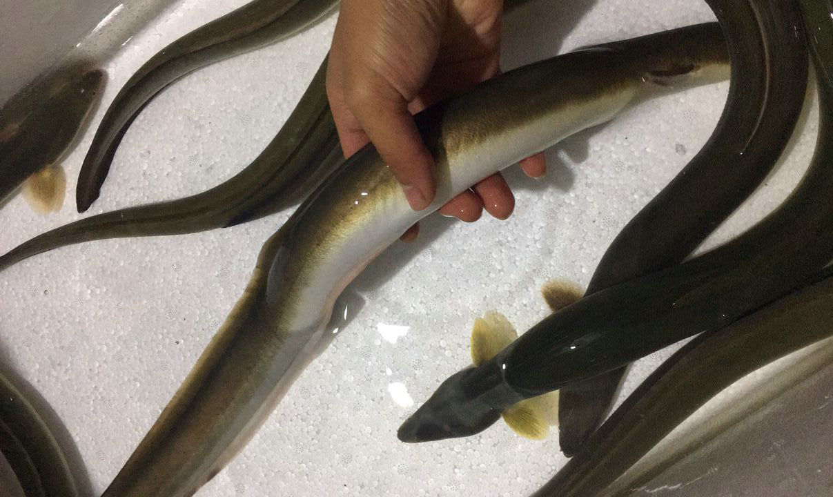 河鳗泛滥？江苏南通钓鱼人称一夜钓几十条，网友：这鱼300一斤