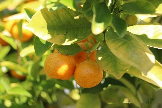雨季柑橘怎样防治病虫害,柑橘春季病虫害防治方法