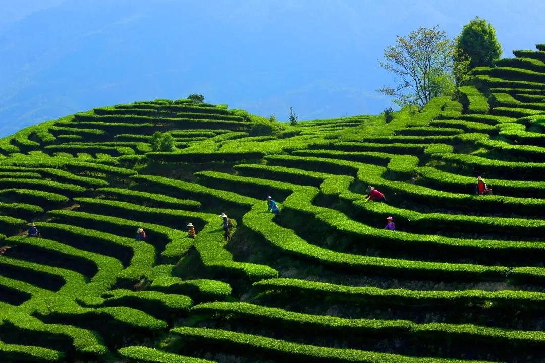 尤溪有闽中明珠之称,尤溪县闽中茶城