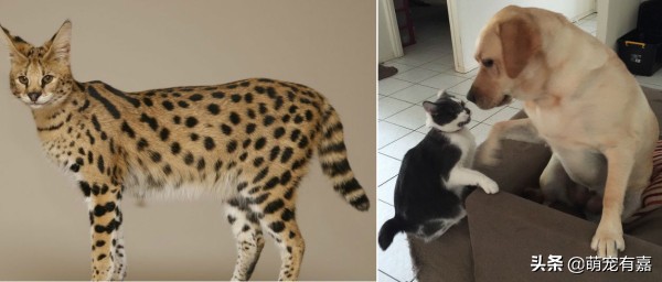 奇异宠物打破我们的固有认知,辟谣奇异生物