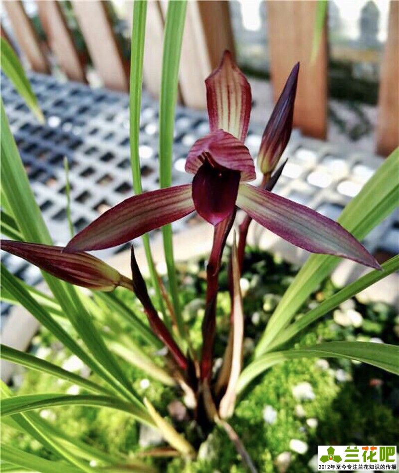 兰花两腐病用什么杀菌剂,兰花腐叶病用什么药