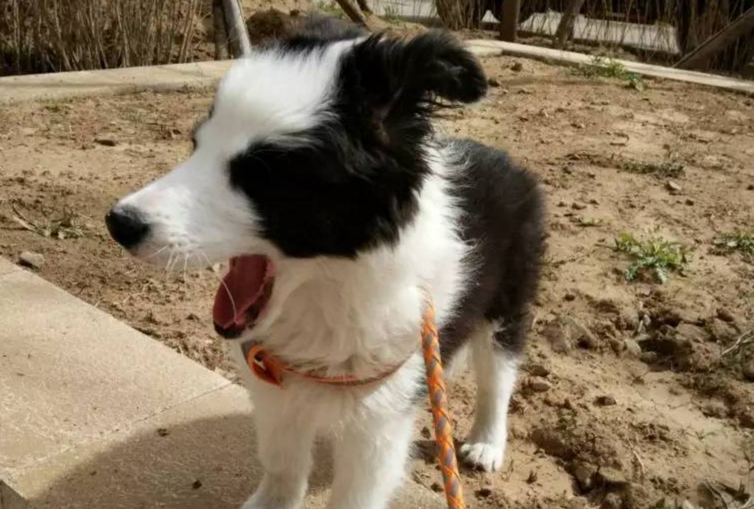 边境牧羊犬为什么不建议养,边牧与东德牧羊犬斗智斗勇