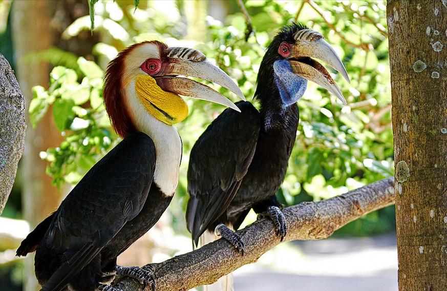 东江揽胜,惠州淡水常见鸟类图谱