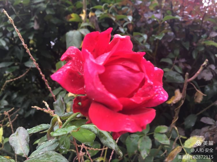 陕西省渭南市临渭区人和小学,临渭区人和小学