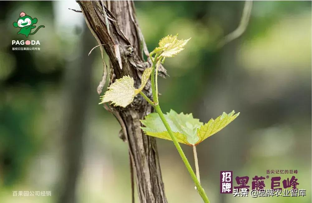 巨峰葡萄在中国的历史,巨峰葡萄谁引进