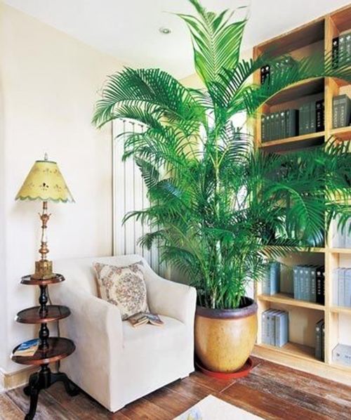 盆栽竹子怎么养活的视频,盆栽金镶玉竹子怎么养