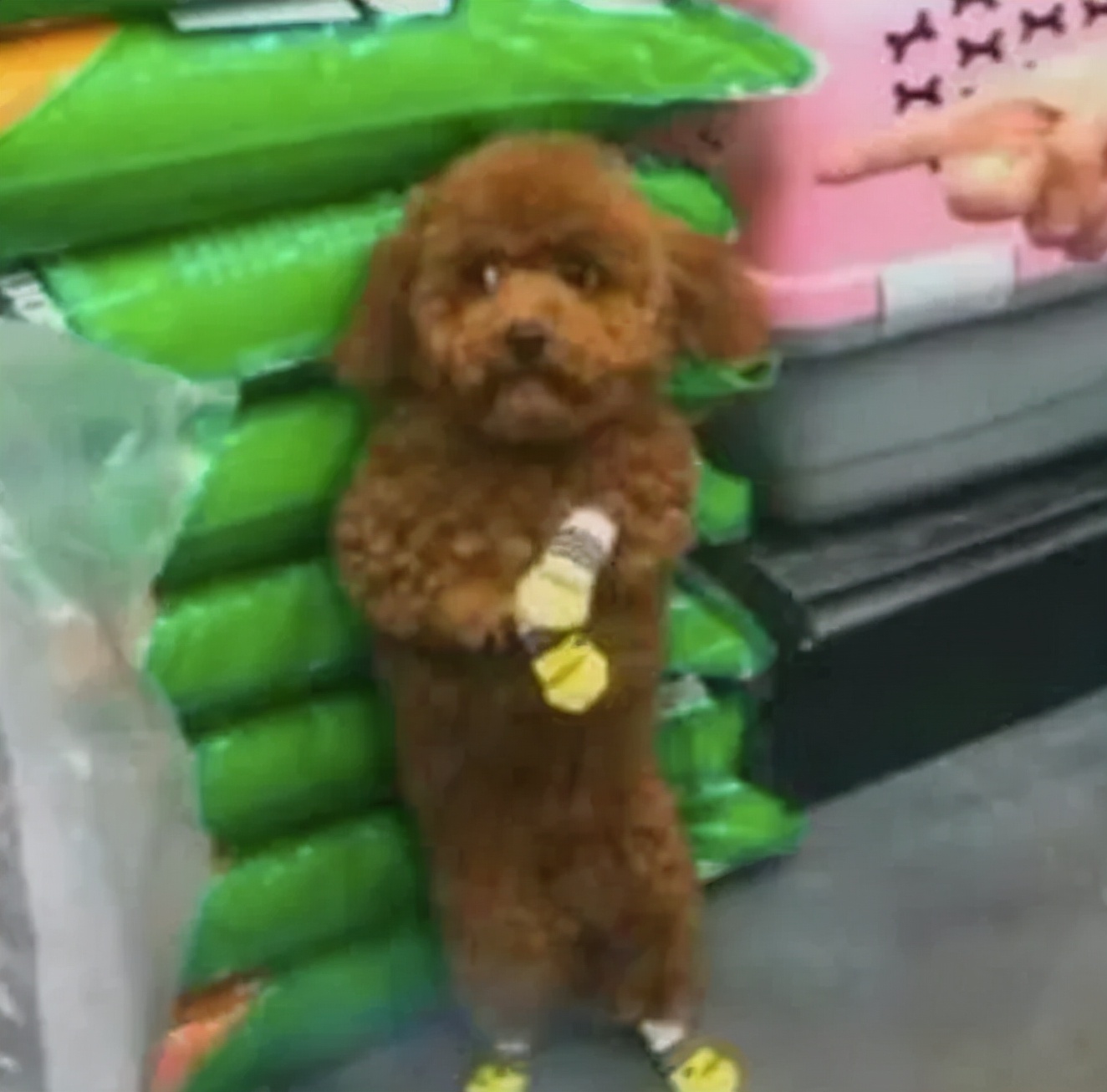 泰迪老是拱屁股怎么回事,泰迪头拱地脚刨地为什么