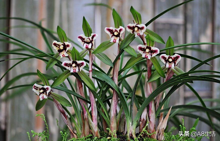 中国兰花名品录,春兰兰花名品大全