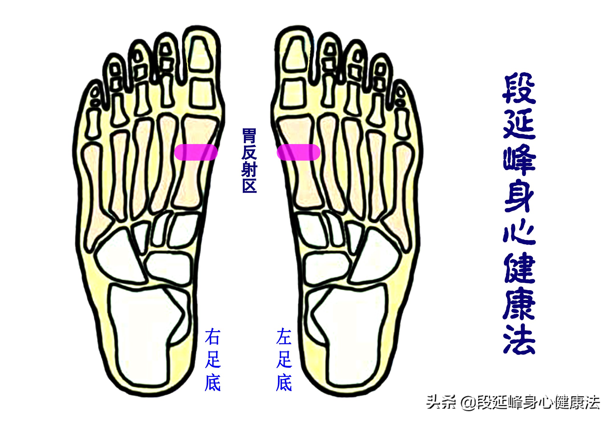 胃肠动力不足中药如何调理,胃肠功能紊乱胃动力不足怎么办