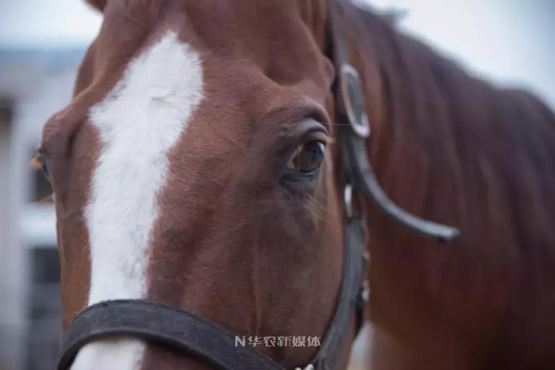 深圳养牛的真实经历,广东养牛的现状