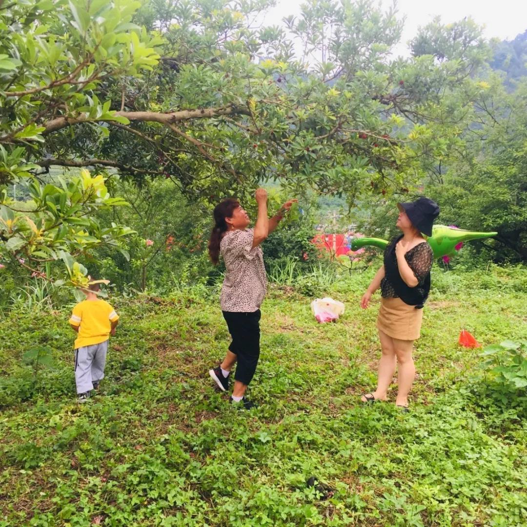 羊安杨梅节直播,羊安杨梅采摘