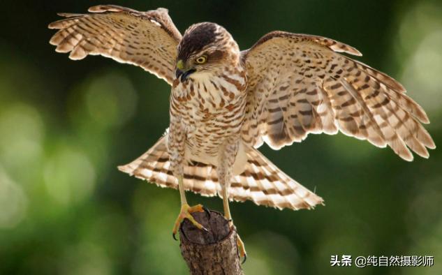 日本松雀鹰百科,日本松雀鹰年龄