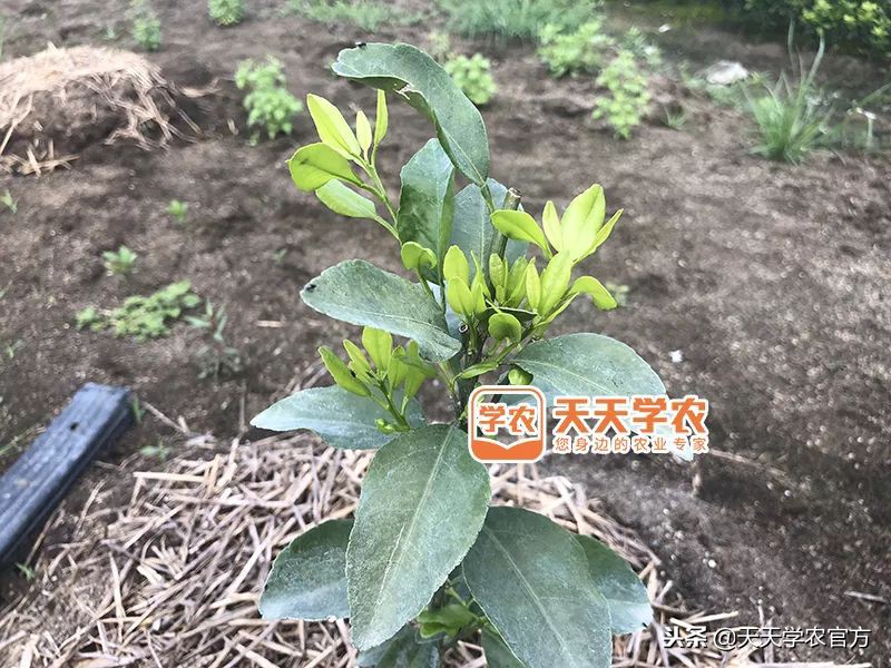 金秋砂糖桔的缺点,今年的金秋砂糖橘