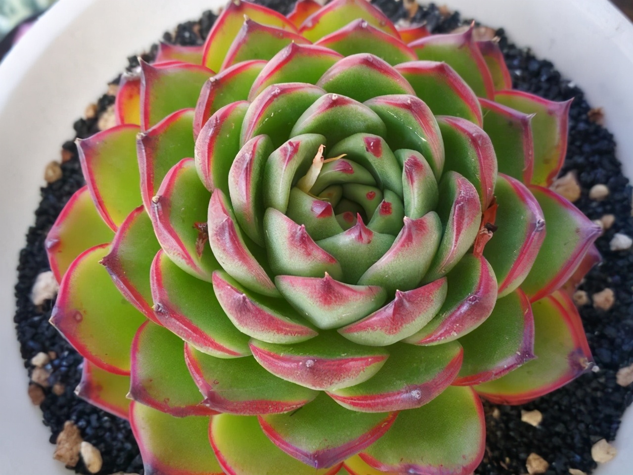 好看又难养的多肉,漂亮的多肉都难养是个误区