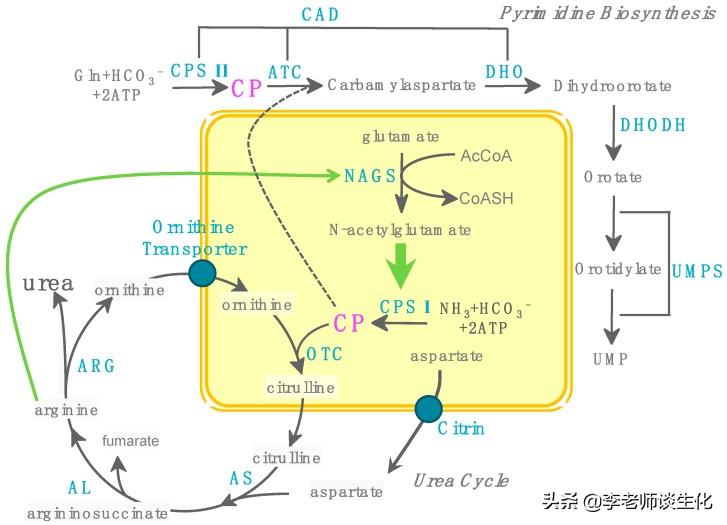 尿素和尿素氮的转化,尿素循环途径的障碍