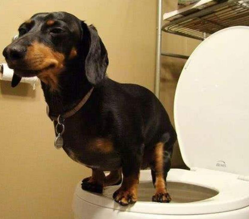 狗狗满屋尿尿怎么办,去除狗狗尿骚味的妙招