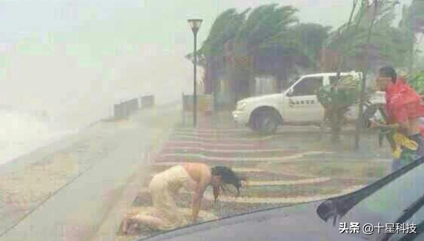 玉米不一样的品种可以混播吗,玉米混播高产吗