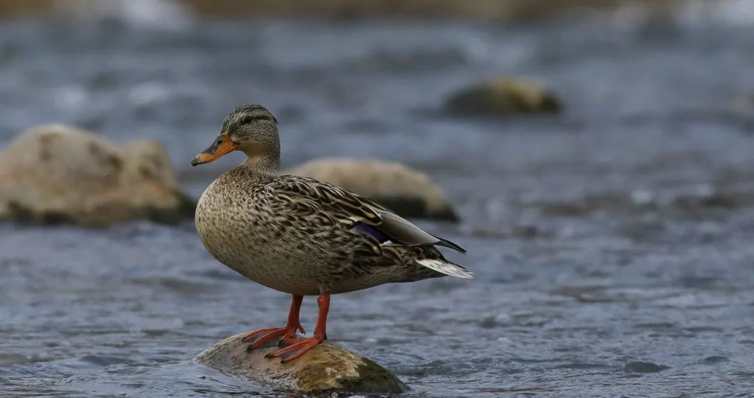 涂上黄色的“润唇膏”，TA就是野鸭中最靓的仔