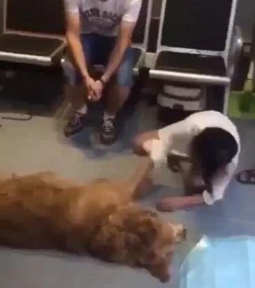 给金毛洗了澡还会掉毛吗,金毛洗完澡后晒干