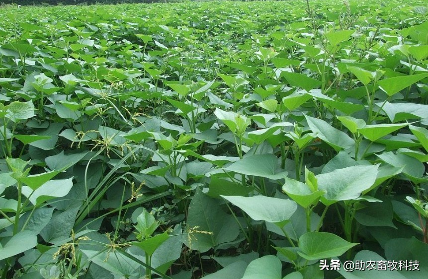 红薯藤喂猪怎么做效果最好,喂猪用哪种红薯藤最好