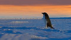 大过年的,被这些小萌萌给笑掉了头