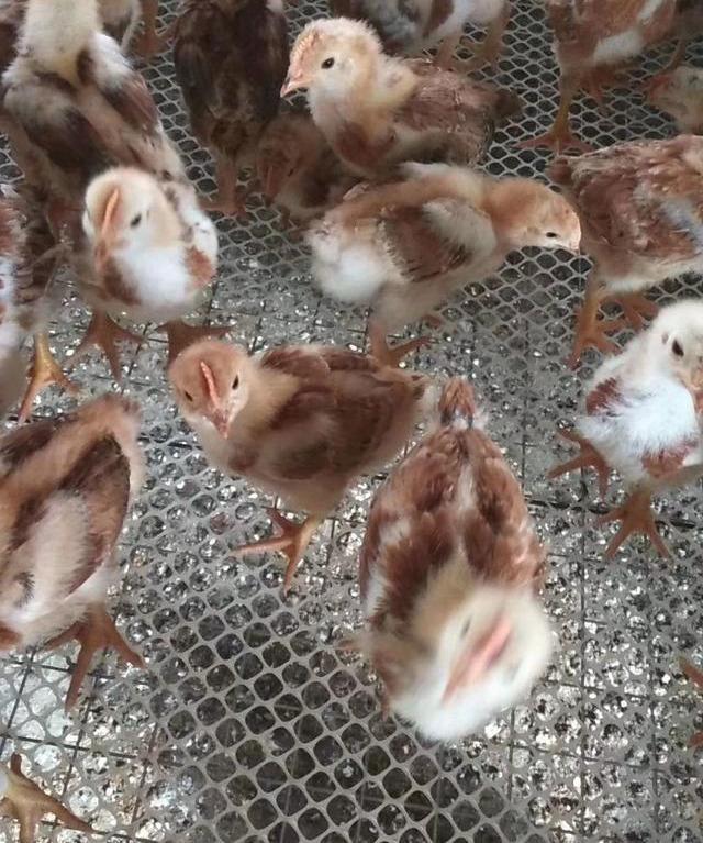 怎么治小鸡拉肚子,小鸡频繁拉稀是啥原因