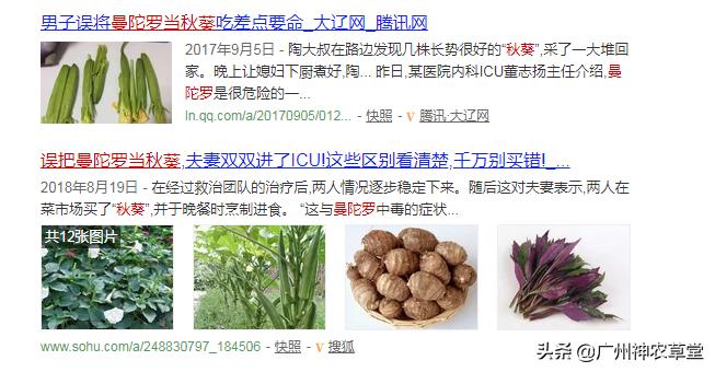 秋葵和曼陀罗长得像吗,如何辨别曼陀罗和龙葵