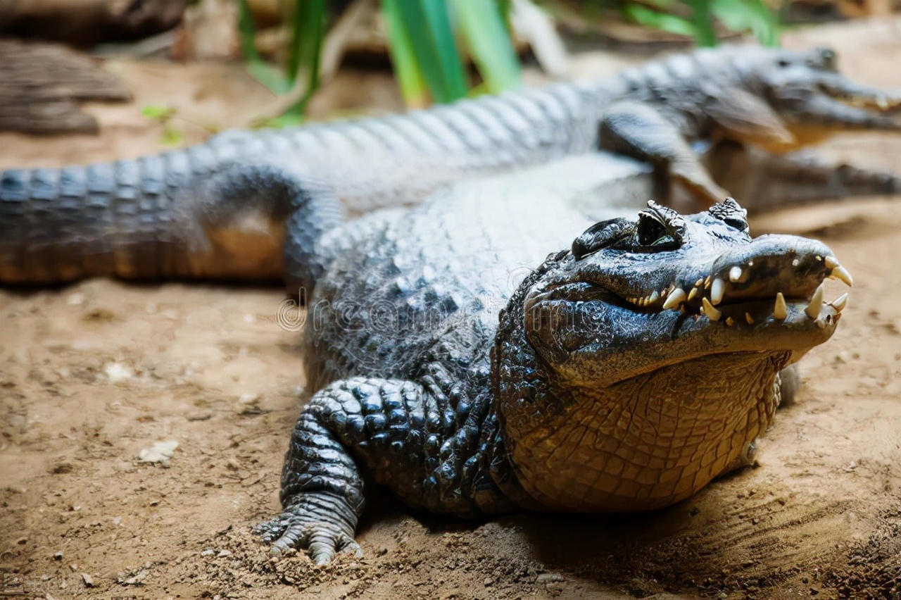 脱毛为啥？114万年前人类褪毛，只剩阴毛、头发等，究竟有啥用？