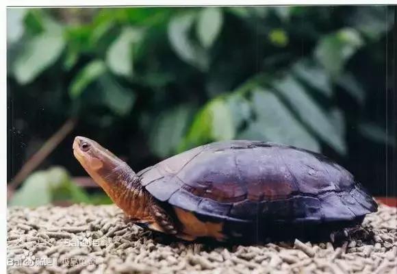 养龟的寓意和禁忌,养龟常见问题及解决办法