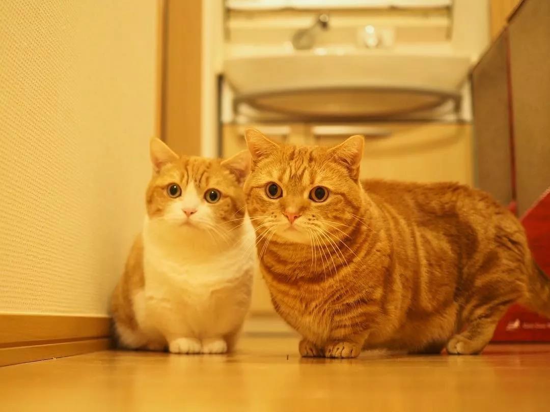 猫咪兄妹萌翻全场,短腿猫咪兄妹