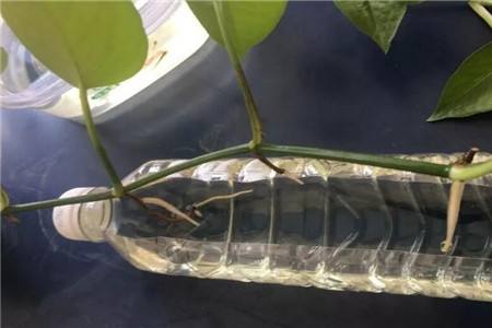 水培绿萝根太多怎么修剪,绿萝水培根和水洗根的区别