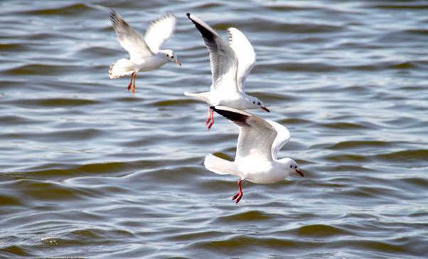 塘沽周边自驾游攻略,塘沽金街旅游攻略