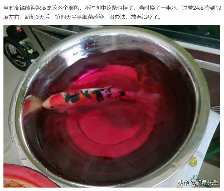 新鱼缸养鱼注意事项视频,鱼缸淘汰鱼买新鱼要不要消毒鱼缸