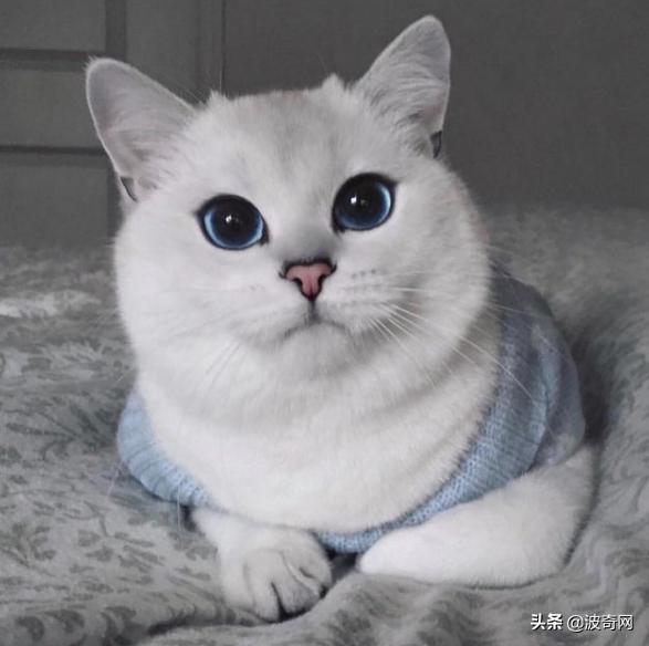 猫咪脸型体型怎么看,耳朵轮廓能看出猫咪的性格嘛