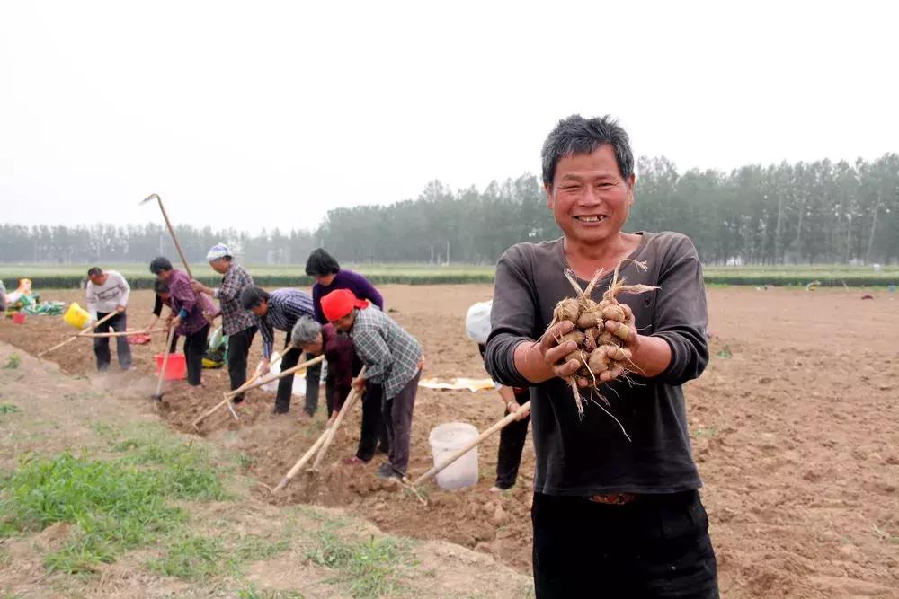 大蒜最好的新品种种子,大蒜种子大全100款