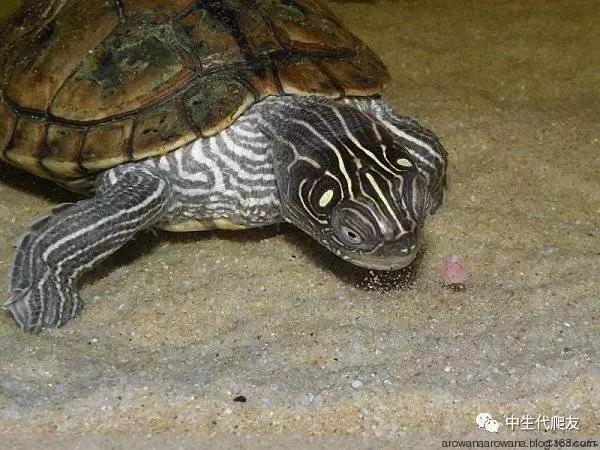 正宗的地图龟,史上最差的地图龟