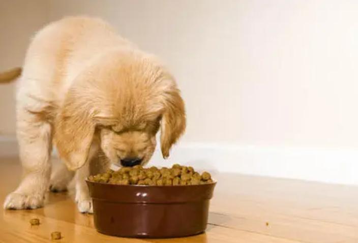 幼犬两天不排便是怎么回事,幼犬一天没排便正常吗