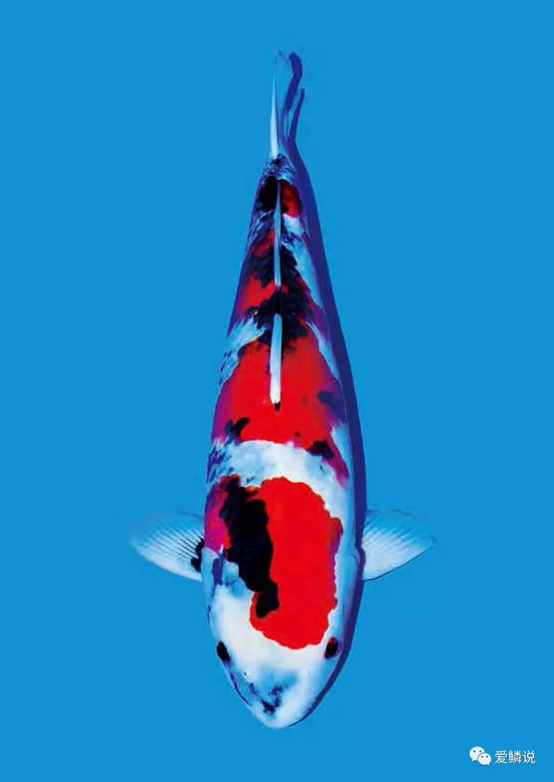 大日血统锦鲤介绍,锦鲤红白血统介绍