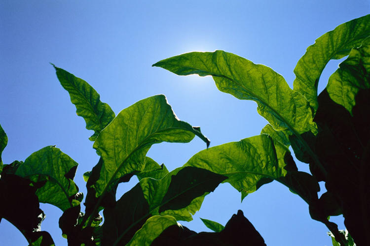 如何正确三招选定香薰，让家怡心怡情更添精致