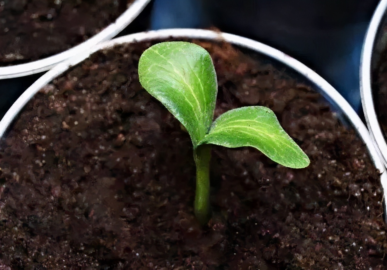 养花土壤反碱怎么处理好,养花土是碱性如何解决