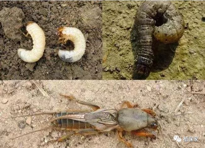 草莓常见病虫害图谱,草莓病虫害图片大全集